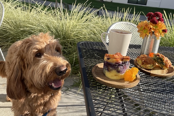 Dog Friendly Restaurant in Marin