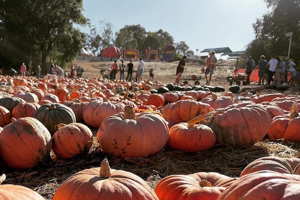 Pumpkin patch