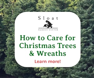 How to care for Christmas trees & wreaths