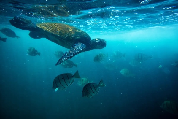 Sea turtle under water