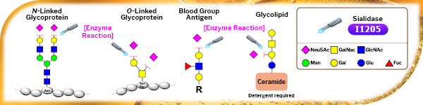 唾液酸酶——用于释放末端唾液酸的酶