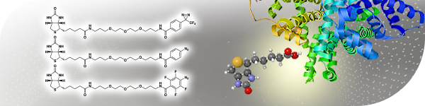 Biotinylation reagents with diazirine and azide for photoproximity labeling