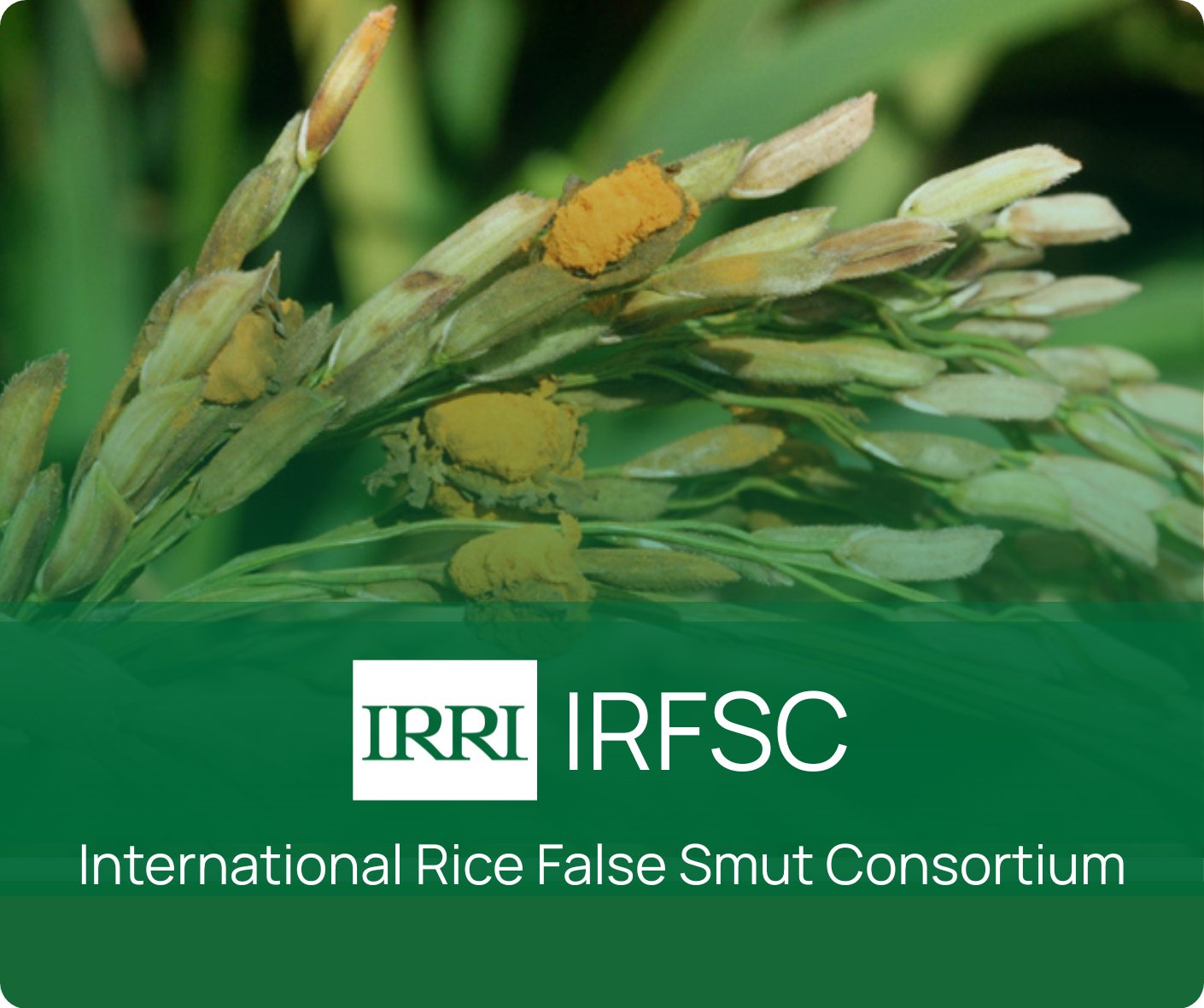 IRRI Internal Newsletter