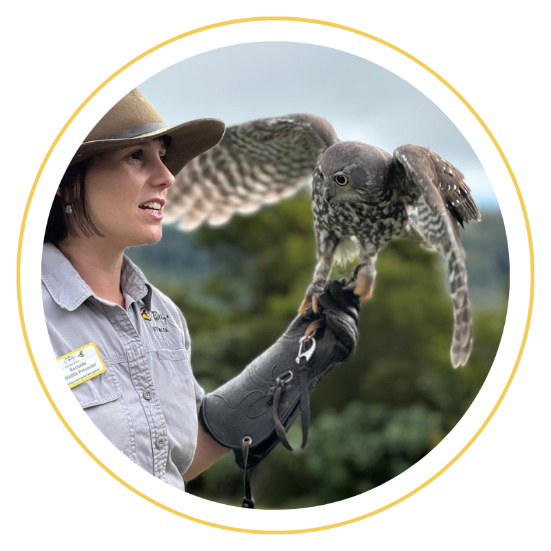 Birds of Prey Show