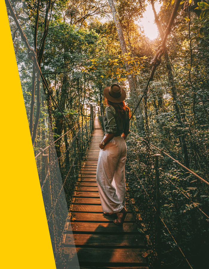 Tree Tops Walk