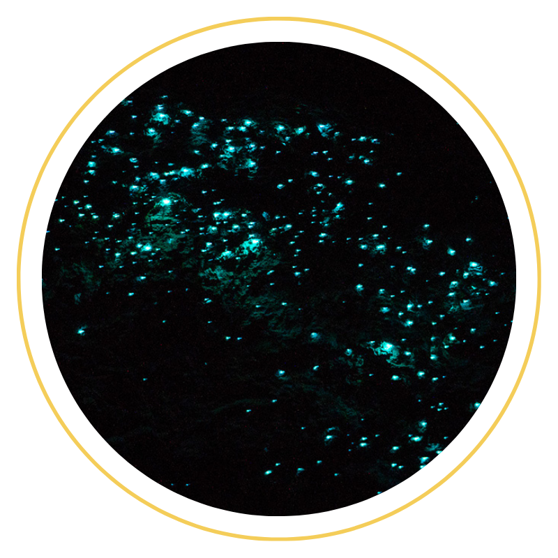 Glow Worm Tour