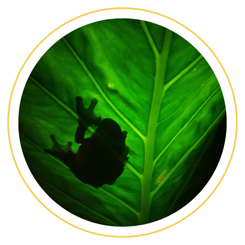 Nocturnal Spotlighting