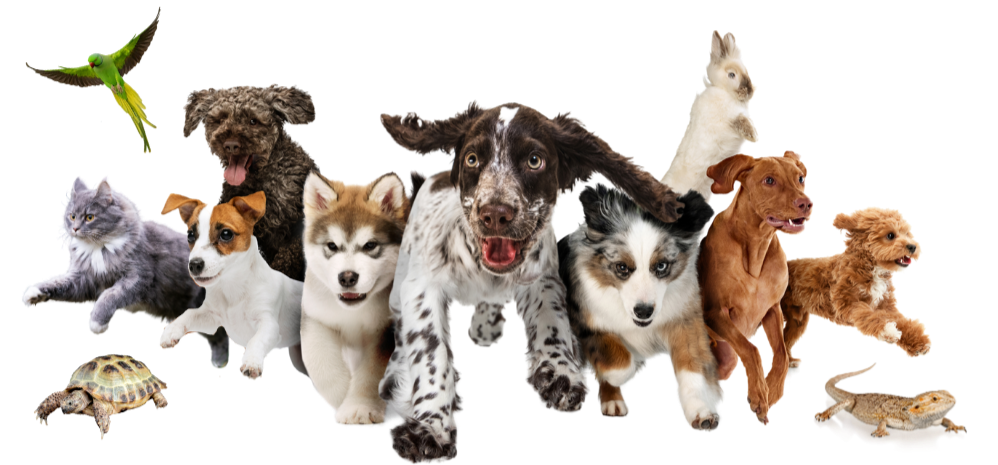 a group of animals running