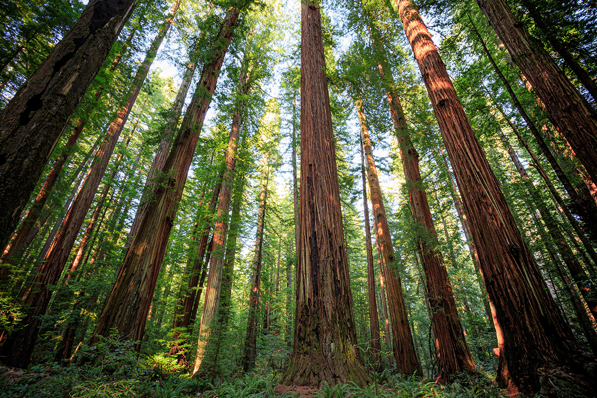 tall trees in a forest