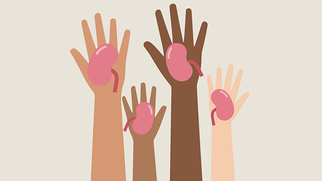 An illustration of four raised hands, each holding a kidney.