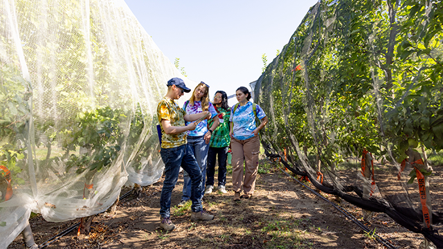 Brit Moss (left) and three students stand between two rows of trees that are covered with netting.