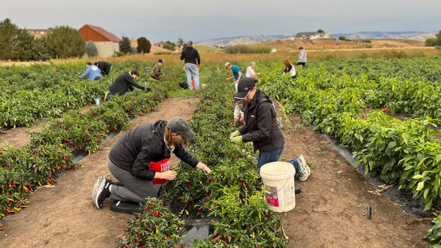 People picking peppers in a large field.