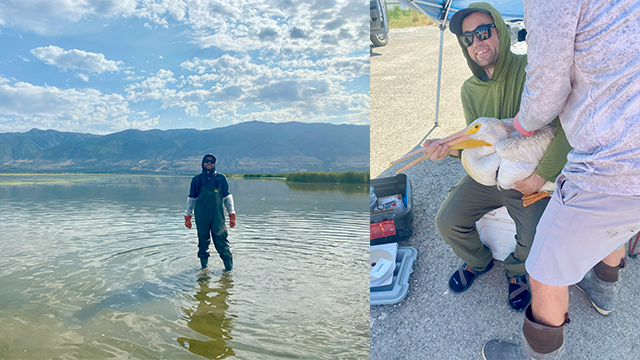 On the left, Ben Vernasco standing in shallow water; on the right, Ben Vernasco holding a pelican.