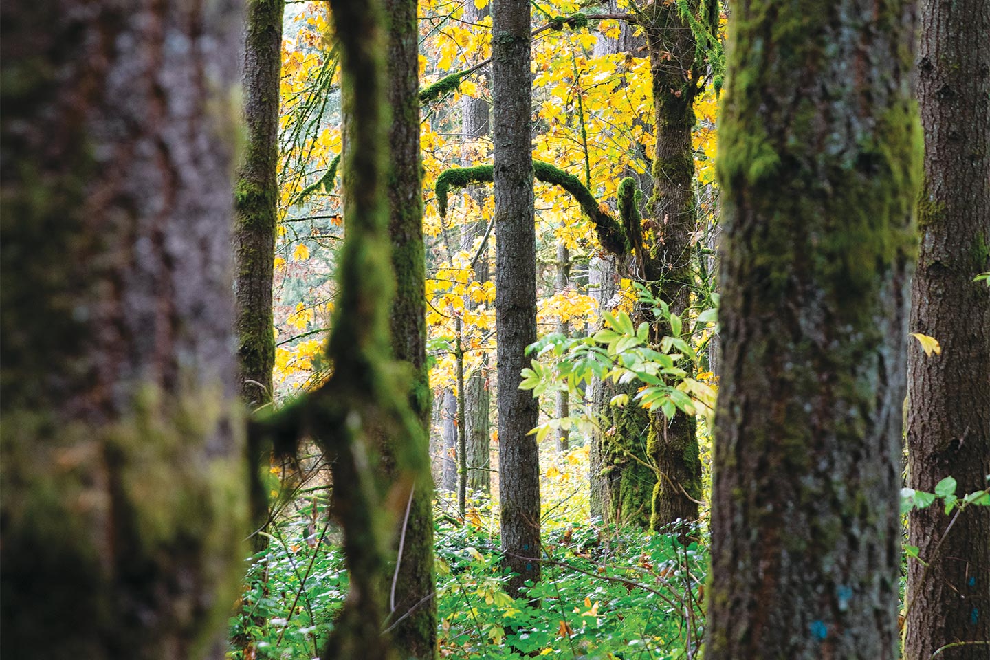 A forest setting with moss growing on tree trunks and smaller vegetation covering the ground.