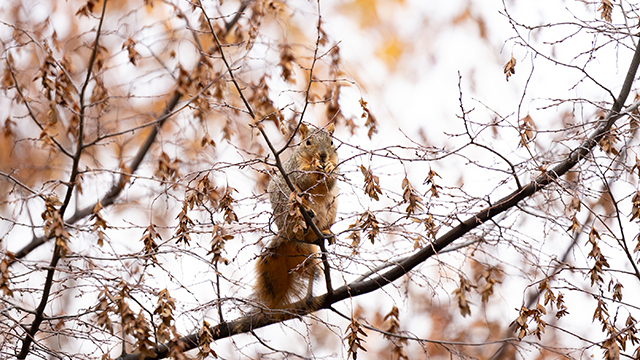 A squirrel sits on a tree branch that is losing its leaves.