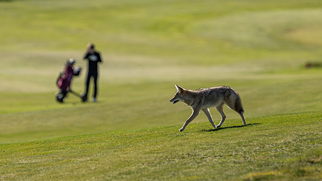 A photo of a coyote on the golf course at the recent Confluence Classic where the Blues Golf teams competed.