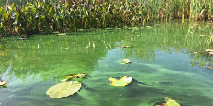 Un lac canadien riche en nutriments dans lequel des algues et des cyanobactéries, des microorganismes aussi considérés dans l'étude, prolifèrent