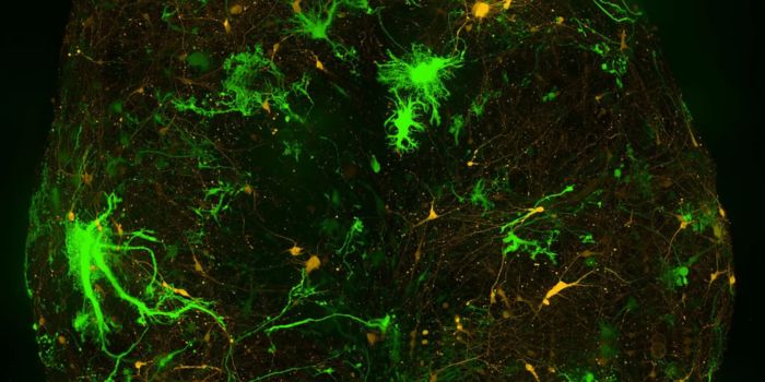 Cette image montre ce qu'il est possible de réaliser avec des outils optogénétiques. Grâce à deux vecteurs viraux, on peut discerner des astrocytes (en vert) et des neurones (en jaune) dans une culture de cellules humaines