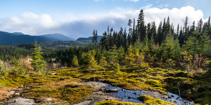 Un paysage de la Forêt Montmorency. Crédit photo : Julie Moffet