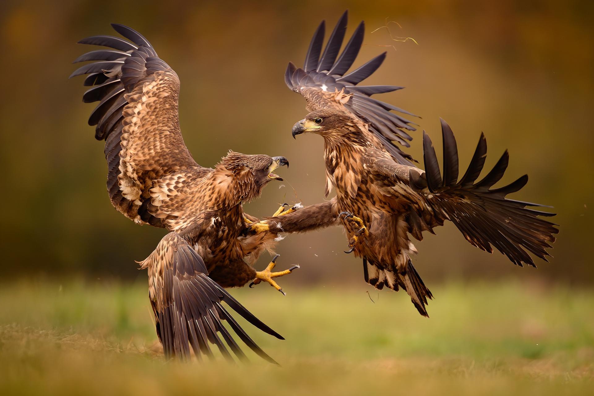 zdjęcie wróbla wykonane obiektywem SIGMA 20-200 mm F3.5-6.3 DG | Contemporary