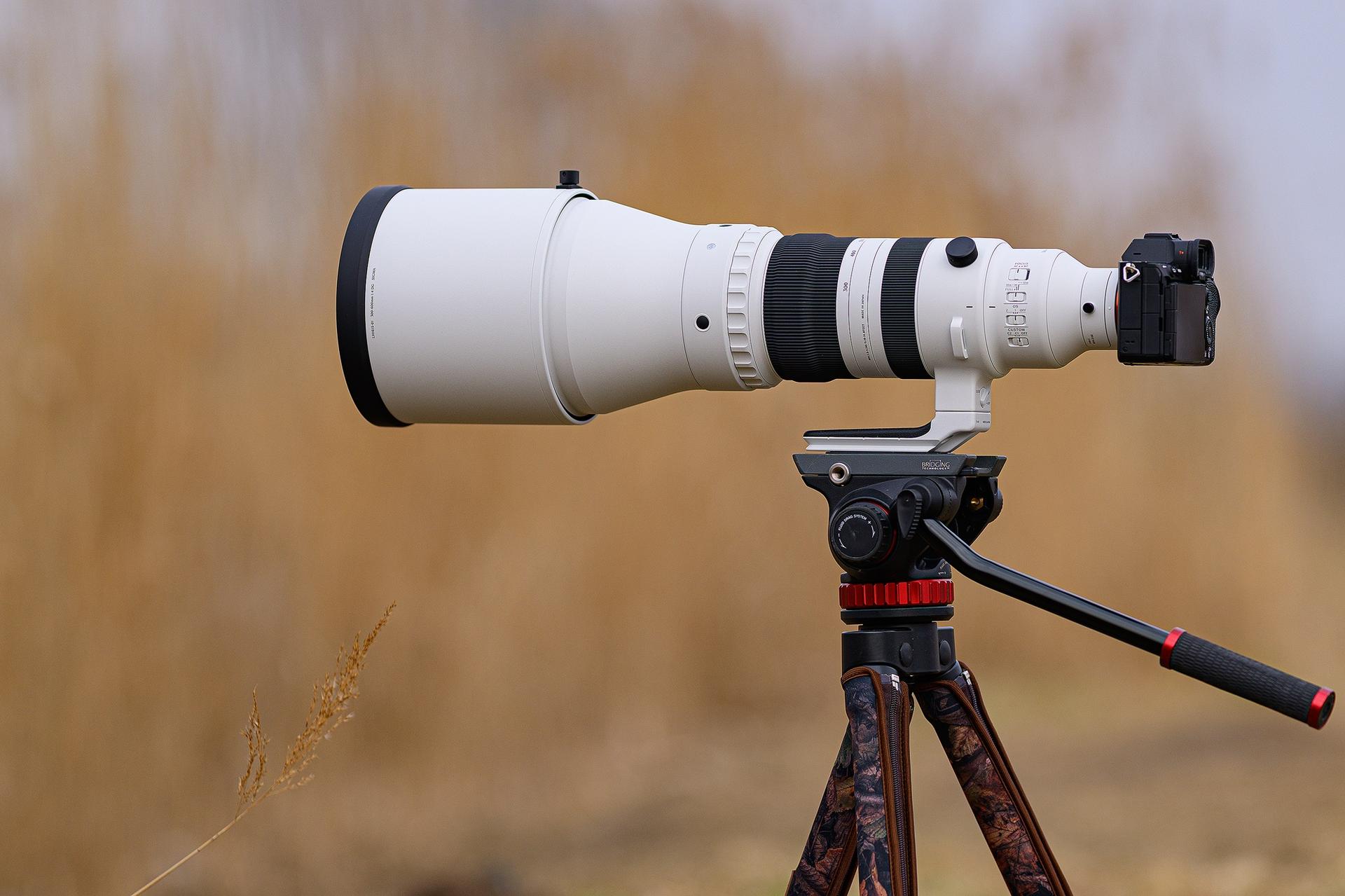 zdjęcie wróbla wykonane obiektywem SIGMA 20-200 mm F3.5-6.3 DG | Contemporary