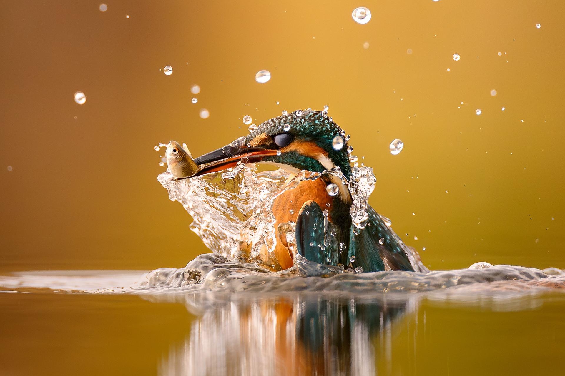 zdjęcie wróbla wykonane obiektywem SIGMA 20-200 mm F3.5-6.3 DG | Contemporary