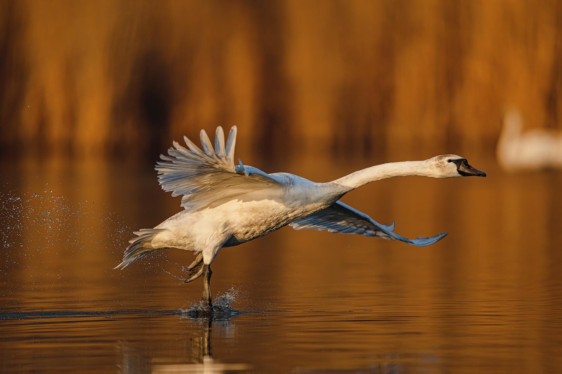 zdjęcie wróbla wykonane obiektywem SIGMA 20-200 mm F3.5-6.3 DG | Contemporary