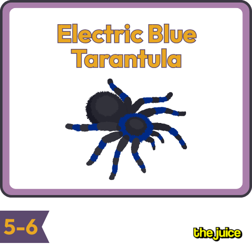 Research About Bats: bats with sound waves