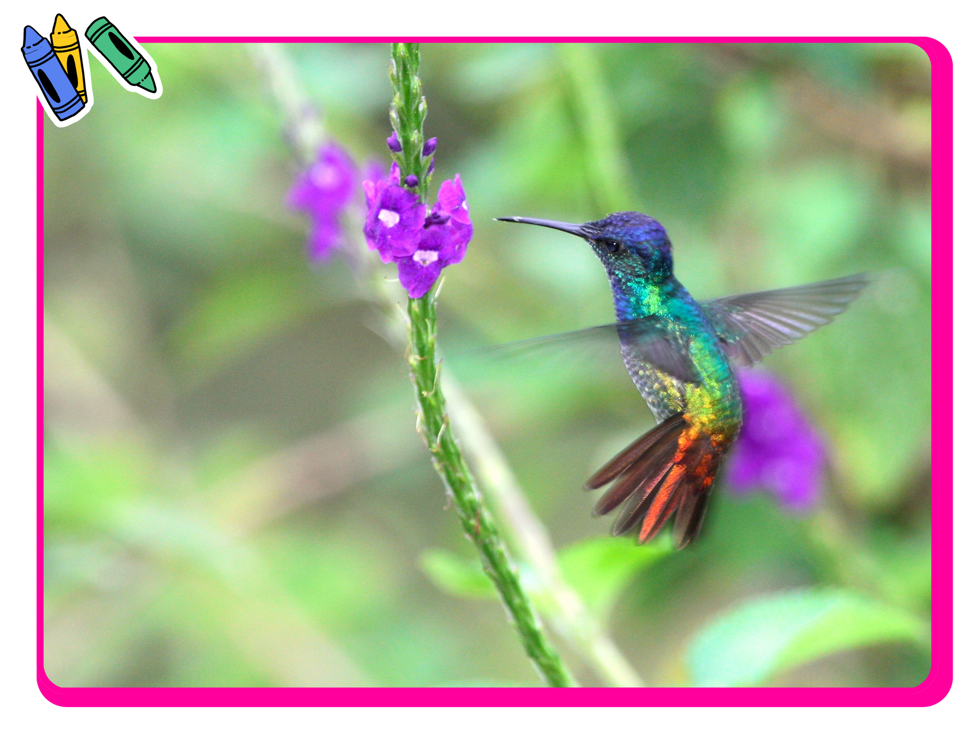 Hummingbird and warbler Coloring Pages