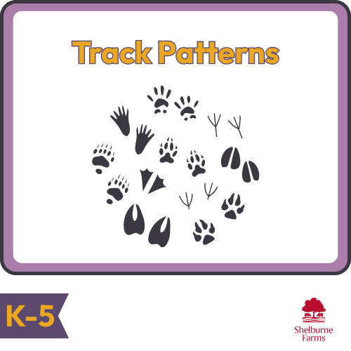 Research About Bats: bats with sound waves