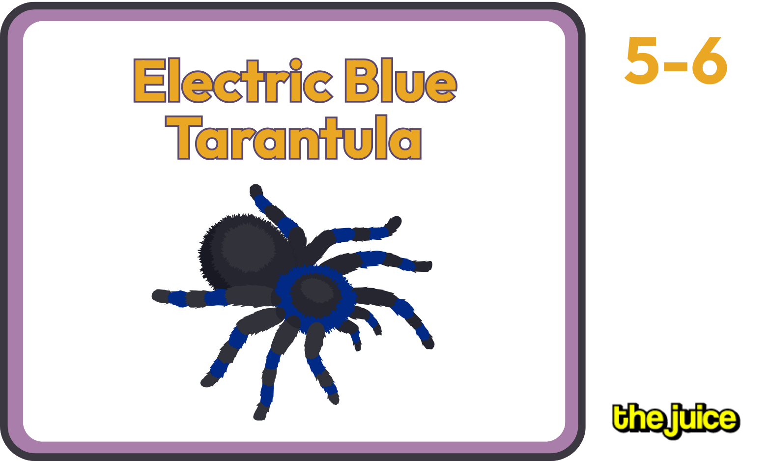 Electric Blue Tarantula