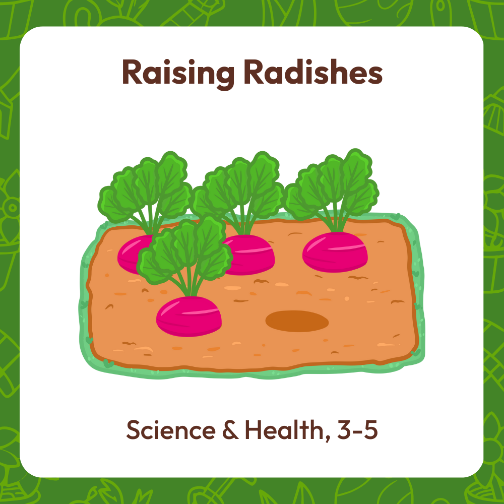 Raising radishes