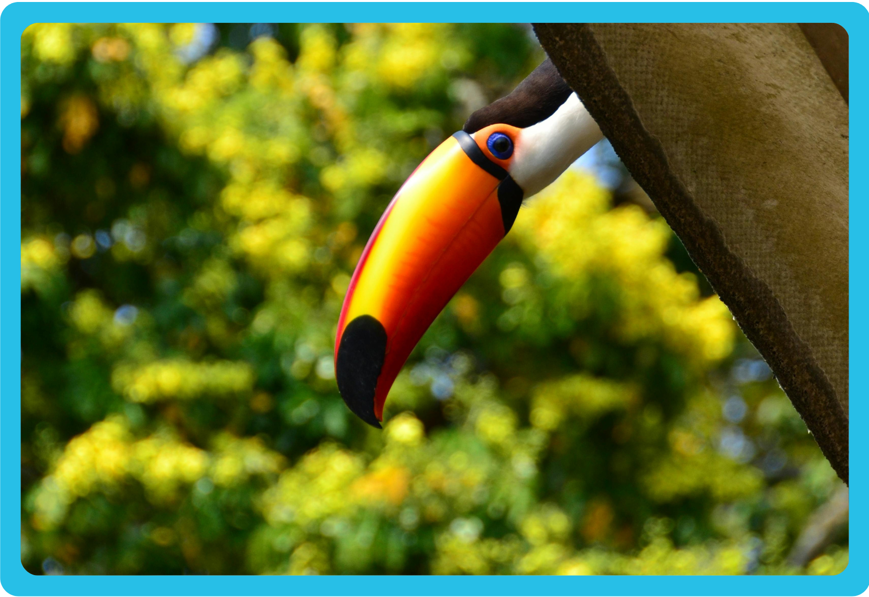 Toucan peeking over ledge