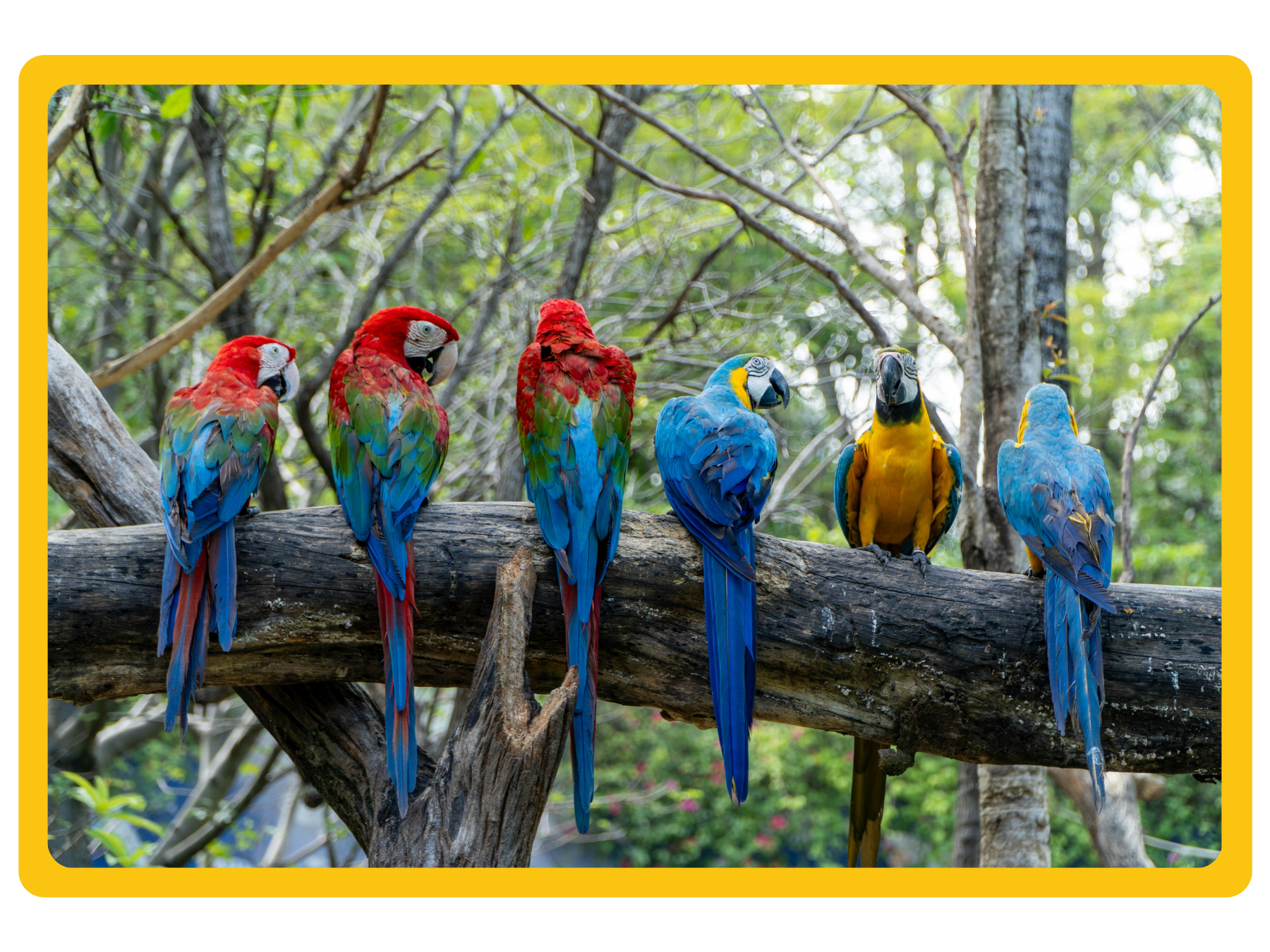 Parrots on a branch