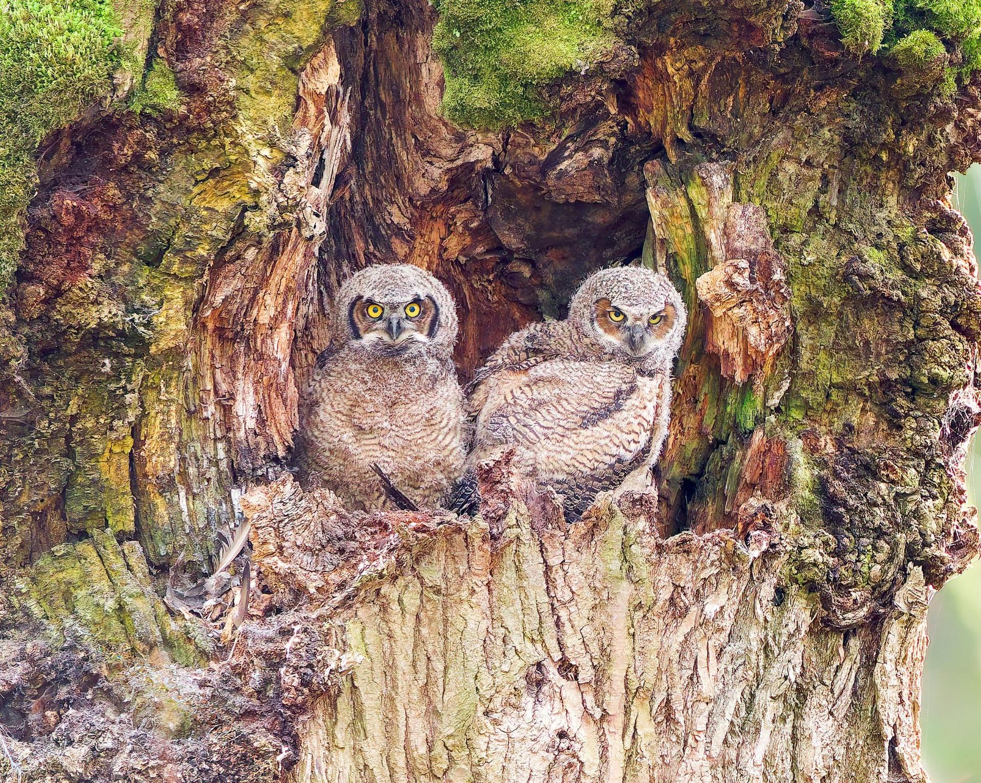 Black-necked Stilt with chick. Photo: Michelle MacKenzie