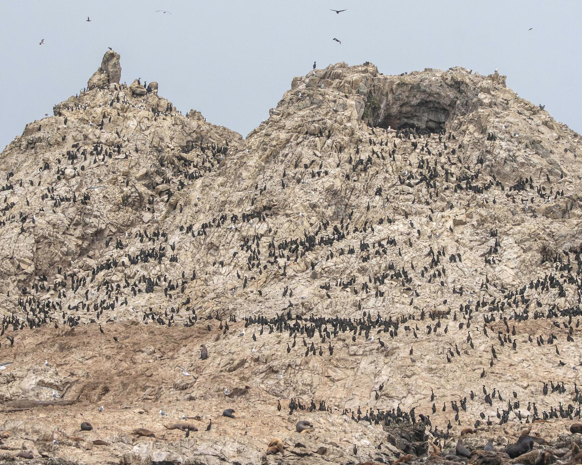 Colonial waterbirds. Photo: Van Pierszalowski, Executive Director (California Bird Atlas).