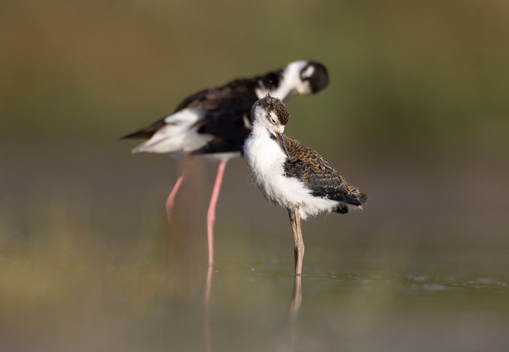 Black-necked Stilt with chick. Photo: Michelle MacKenzie
