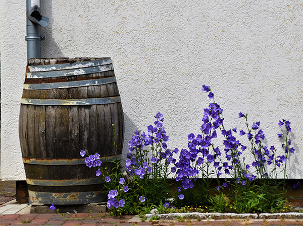 Rain gutter emptying into barrel next to purple flowers.