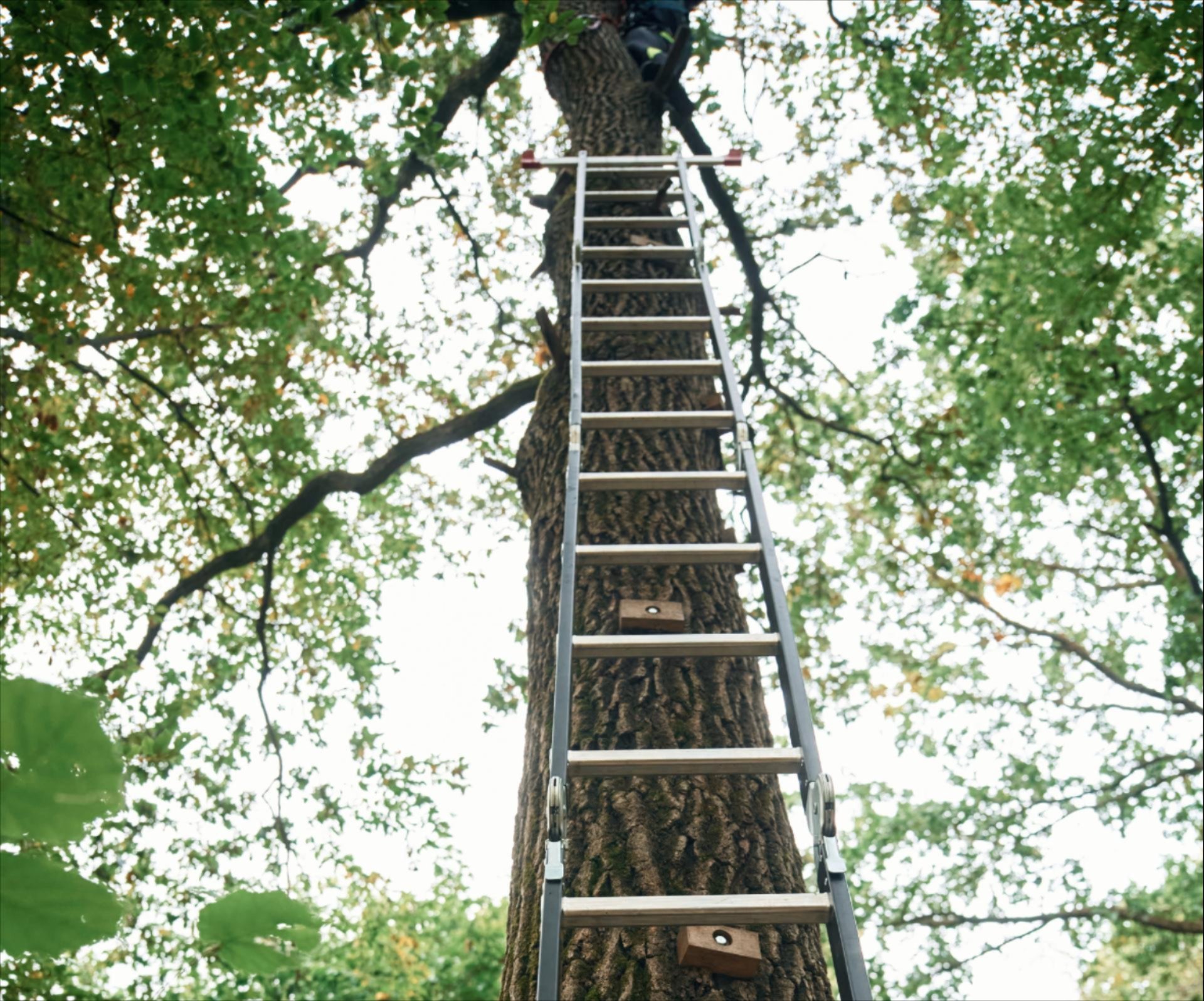 Photo of a metal extension ladder leaning against a tree.