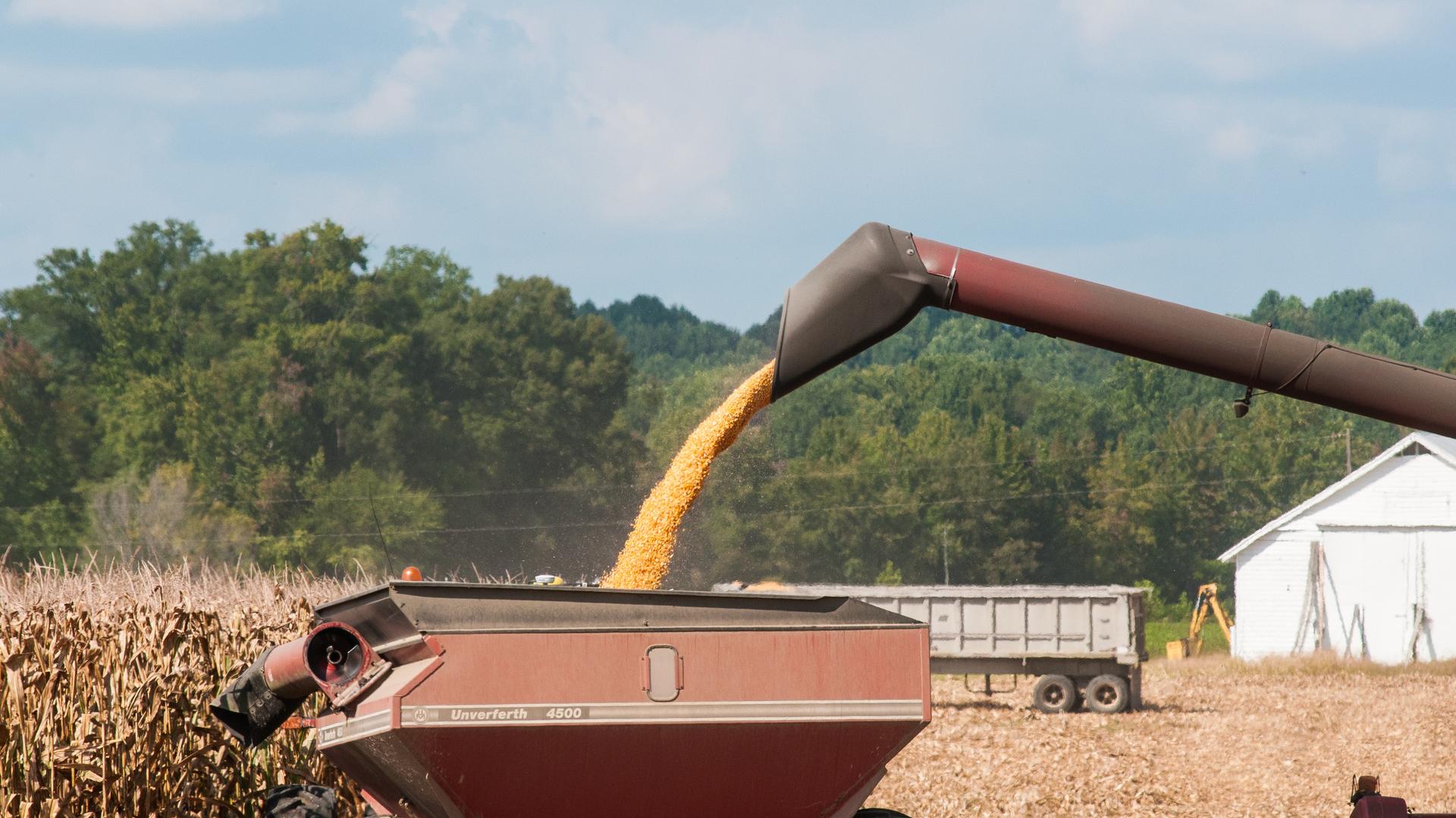 Photo of corn kernels being loaded into a grain hauler.