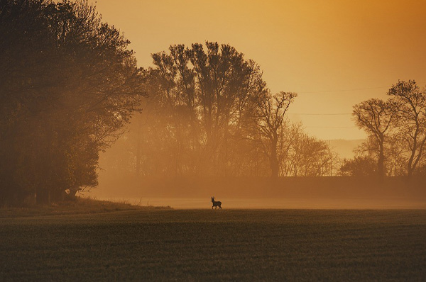 Dear running in foggy field at dusk.