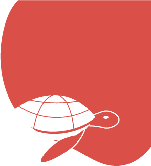 Uniq, a fiatal tengeri teknős,