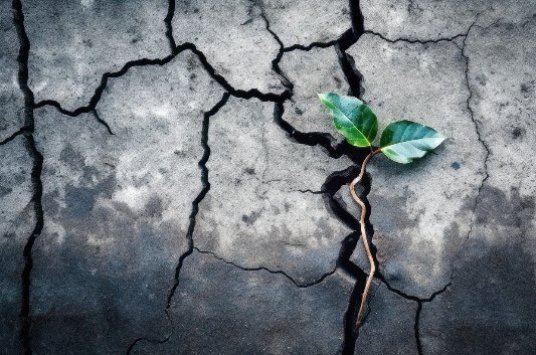 Ground cracking with plant on top