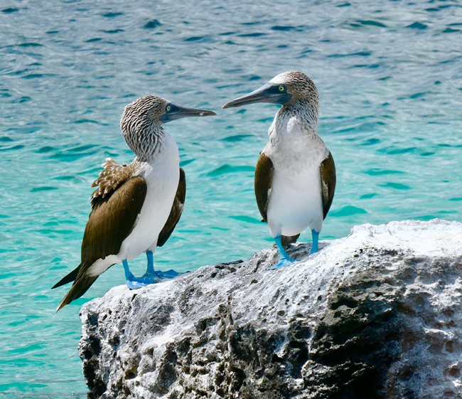 Ultimate Galapagos: Northern and Western Route