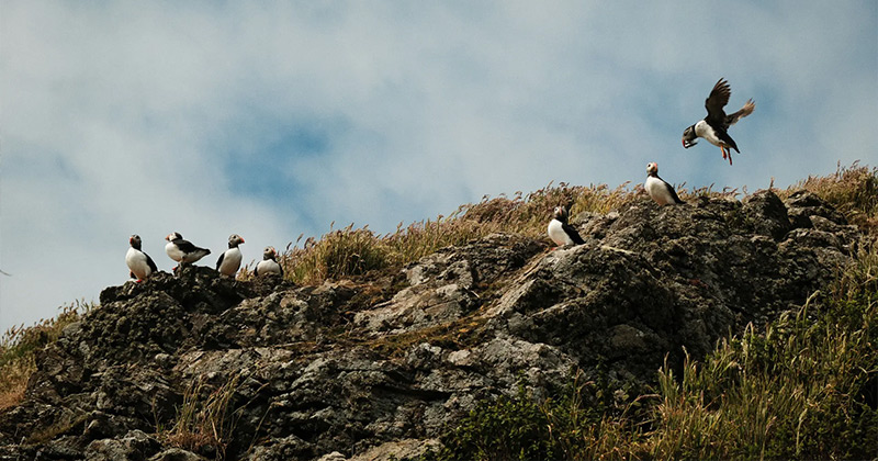 Exploring the Wild Coasts of the British Isles