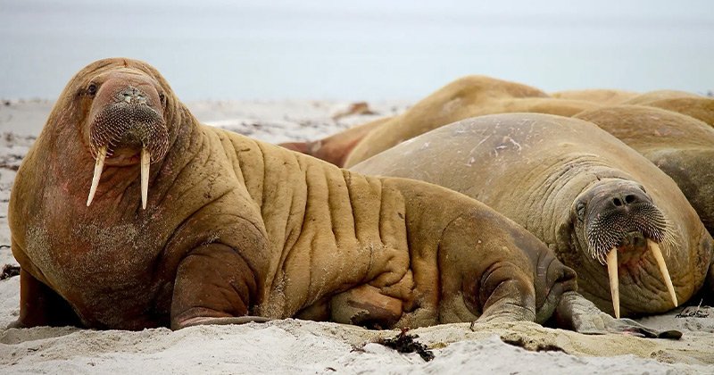 An Arctic Wildlife Expedition in Svalbard