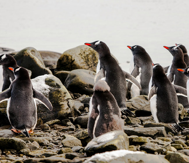Voyaging Beyond the Antarctic Circle
