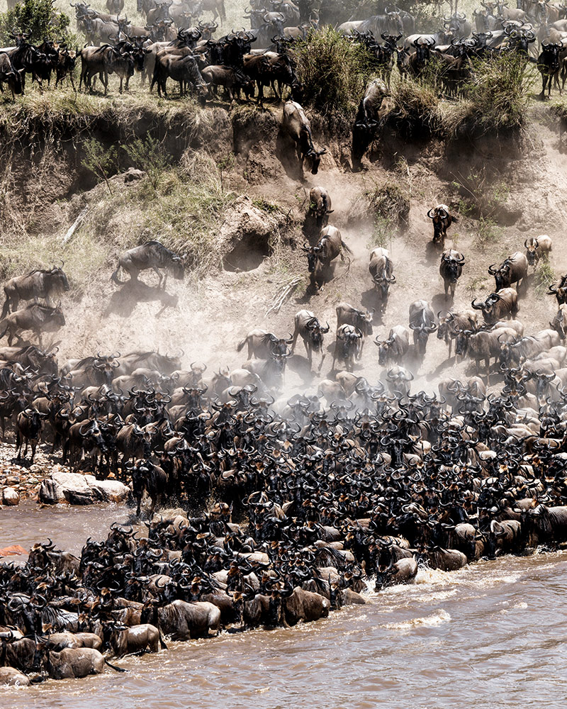 The Great Migration Safari in Style