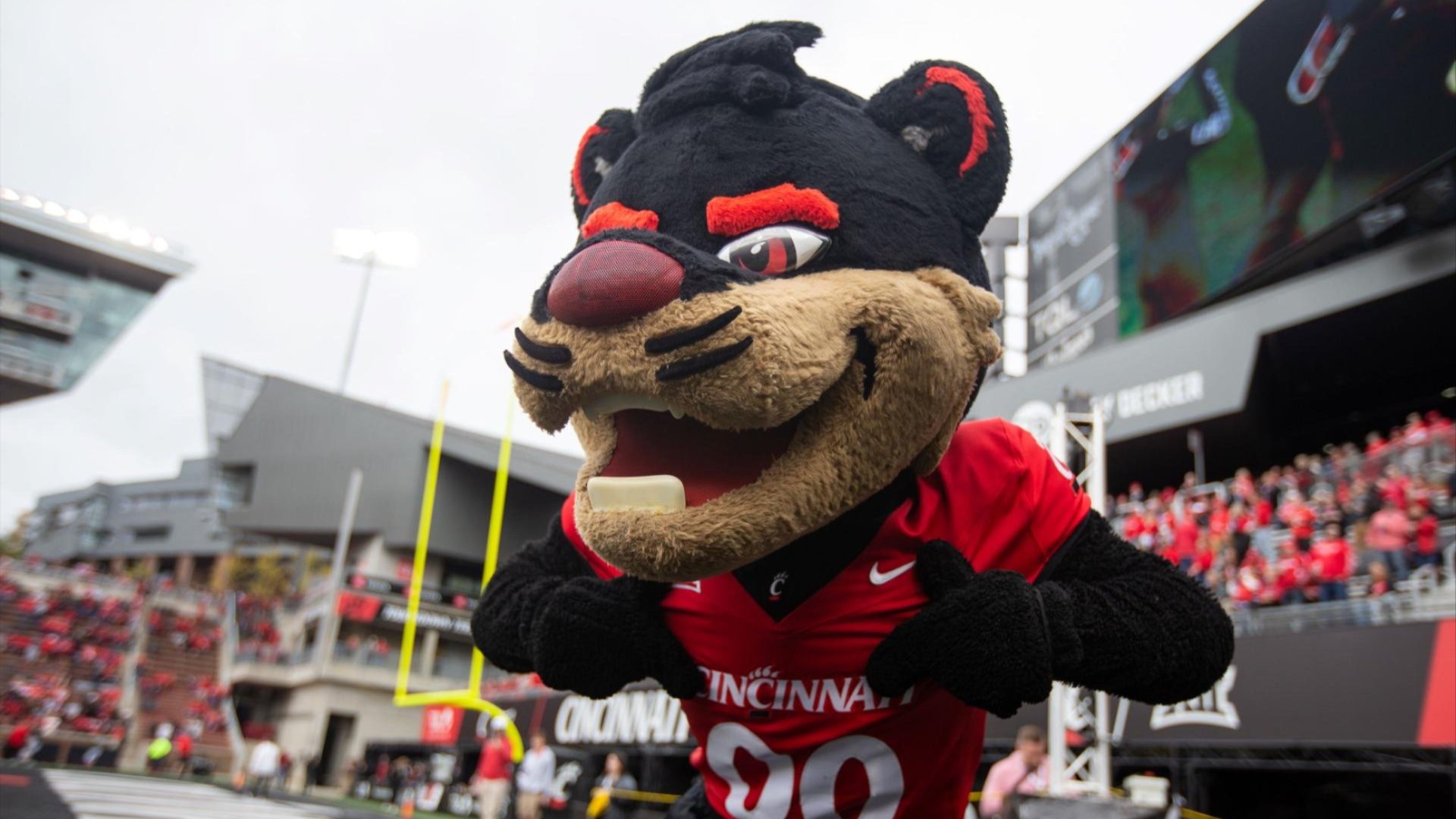 Bearcat mascot during football game