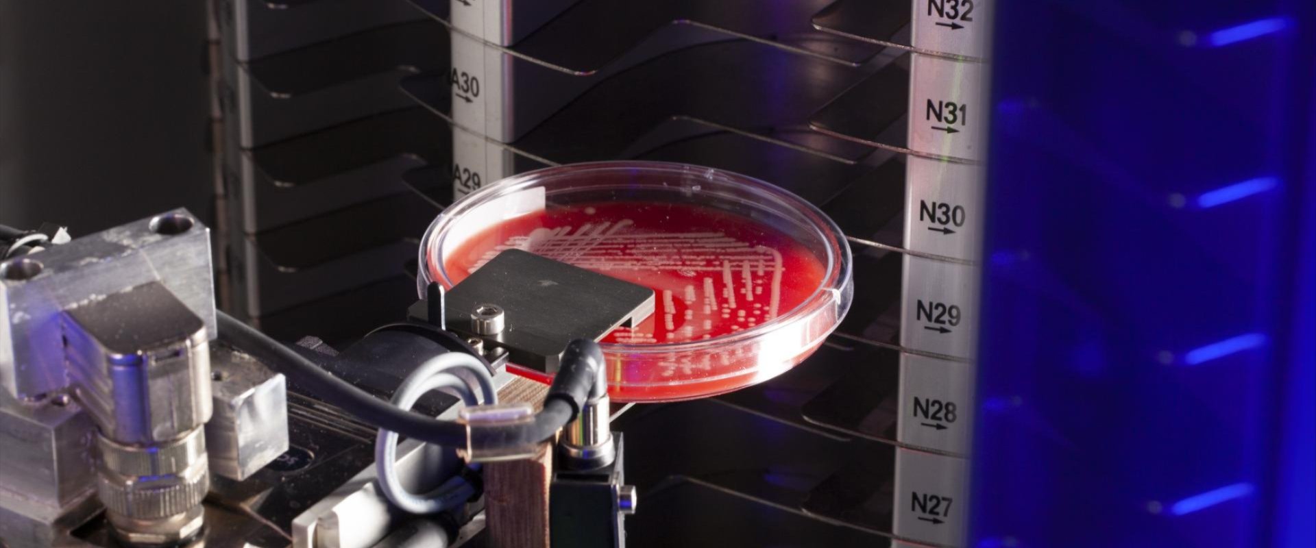 a petri dish with red liquid